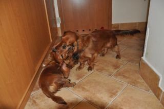 NADIM jamniki Kollapsar